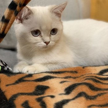 chat British Shorthair lilac golden shaded point Peppina Peach Chatterie du Val des Trésors
