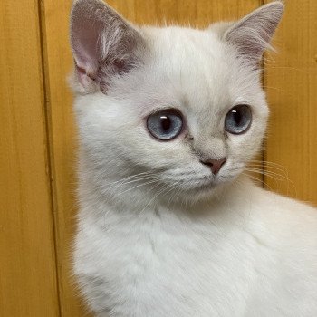chat British Shorthair lilac golden shaded point Peppina Peach Chatterie du Val des Trésors