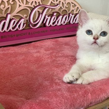 chat British Shorthair blue silver shaded point R'Mes Evelyn Chatterie du Val des Trésors