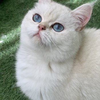 chat British Shorthair blue tortie silver shaded point R'Mes Evelyn Chatterie du Val des Trésors