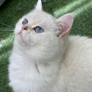 chat British Shorthair blue tortie silver shaded point R'Mes Evelyn Chatterie du Val des Trésors